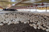 FCO aprova R$ 138,9 milhões para novas empresas, com destaque para avicultura