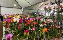 Fiscalização identifica variação de preços das flores de até 40%