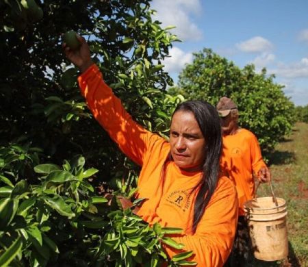 Citricultura abre novas perspectivas e muda a vida de trabalhadores em MS