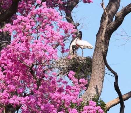 Governo doa R$ 30 mi a propriedades com vegetação nativa excedente no Pantanal