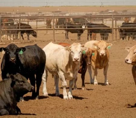 Plano sobre importar carne da Argentina irrita pecuaristas dos EUA