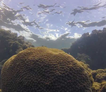 Estudo diz que o El Niño afeta o ecossistema marinho no Oceano Atlântico
