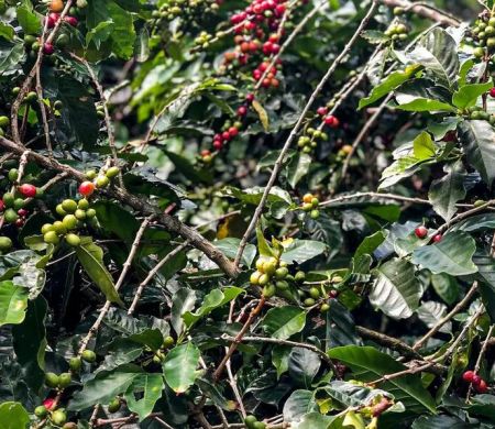 Conab acredita em produção de 51,8 milhões de sacas de café em 2025