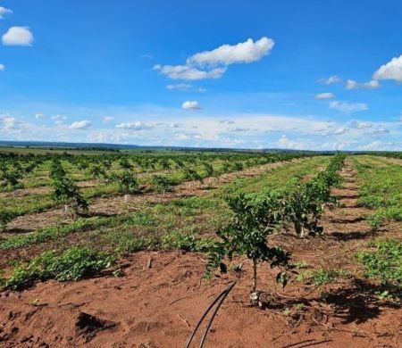 Cassilândia passa a integrar polo de produção de laranjas em MS 