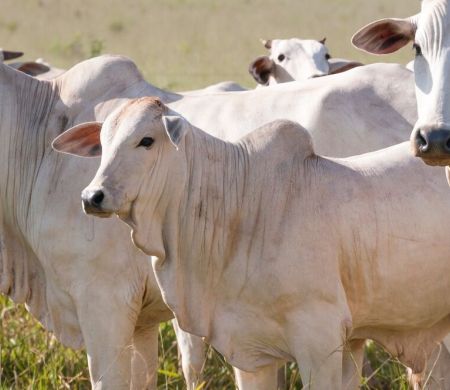 Pecuária deve crescer 16% em Mato Grosso do Sul, aponta previsão