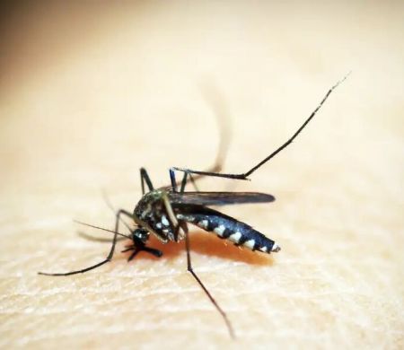 Brasil ultrapassa meio mi de casos prováveis de dengue este ano