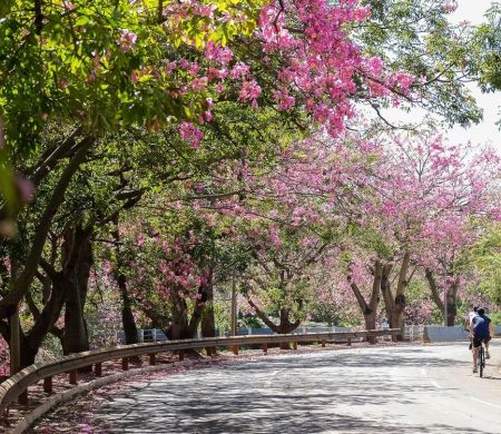 Campo Grande é a capital mais arborizada do Brasil, aponta IBGE