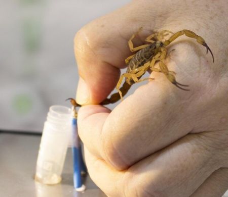 Infestação de escorpiões desafia controle com milhares de ataques