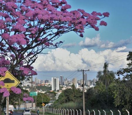 Campo Grande sedia dia 8 oficina para definir rumos da arborização urbana