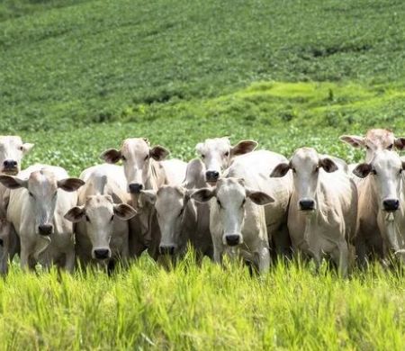 Preço da vaca gorda recua em Campo Grande e Dourados