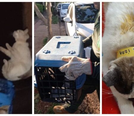 Com apoio de ONG, prefeitura inicia castração de animais de rua 