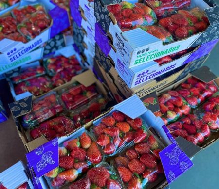 Demanda crescente faz preço do “morango do amor” subir 35%