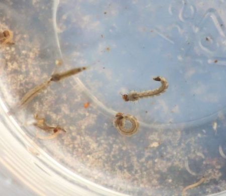 Avanço da dengue acende alerta de surtos em MS