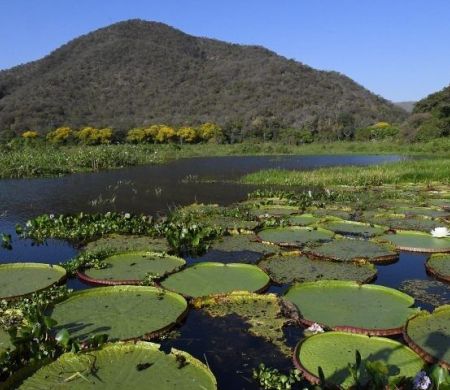 Pantanal é destaque em campanha global inédita com a National Geographic