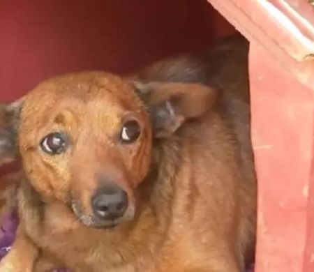 Cachorro anda 12 km sozinho e comparece a velório do tutor  