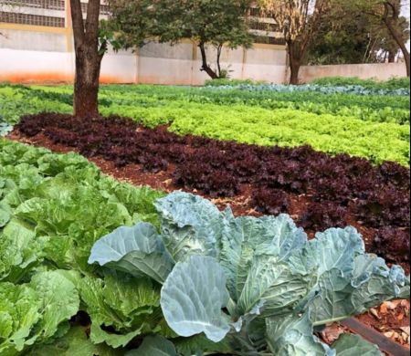Campo Grande abre chance para agricultores venderem a programa social