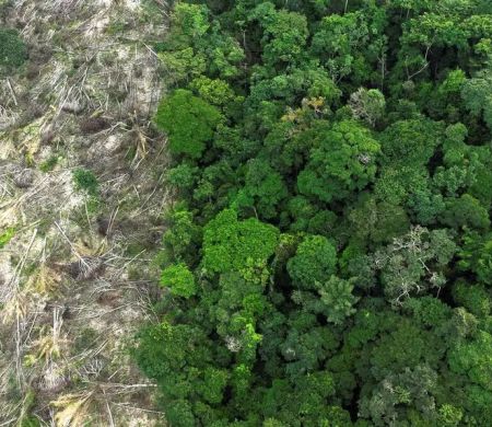 Amazônia perde em 40 anos área de vegetação do tamanho da França