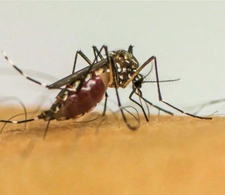 Chikungunya mata idosa e número de mortes dispara em MS