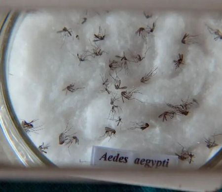 Butantan padroniza nomenclatura de vírus da dengue em pesquisa