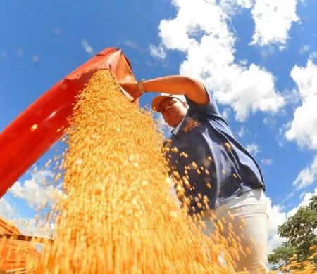 Após bater recorde em 2025, safra deve recuar 3,7% em 2026