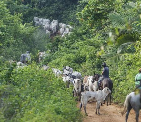 Contratado pelo Ibama, vaqueiro é morto em terra indígena no Pará