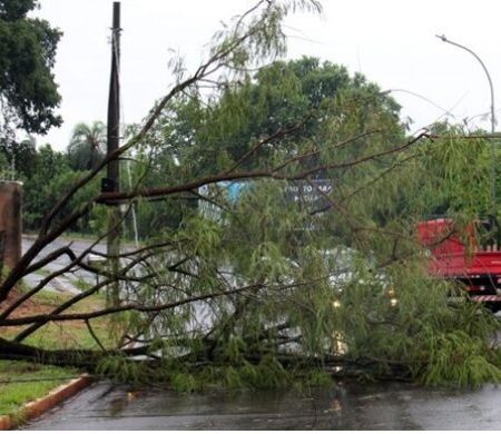 Verão chuvoso acende alerta para risco de queda de árvores em MS