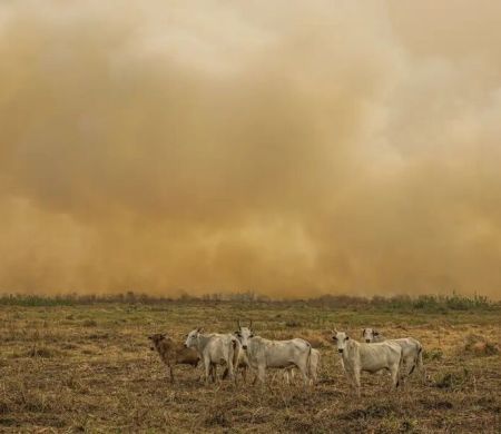 Janeiro tem nº de focos de calor duas vezes maior que a média