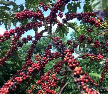 Previsão da Conab é de uma colheita recorde de café neste ano