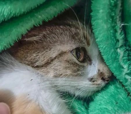 Mulher arremessa gata do 12º andar de prédio e é presa em Curitiba&nbsp;