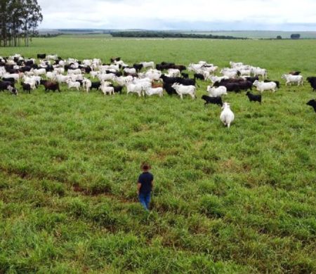 Em expansão, agropecuária do Estado é destaque no país
