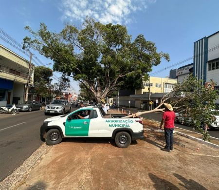 Figueiras centenárias da Afonso Pena terão mudas na Avenida Mato Grosso