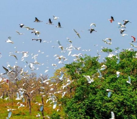 Em apoio à COP15, governo vai contribuir com diversas ações