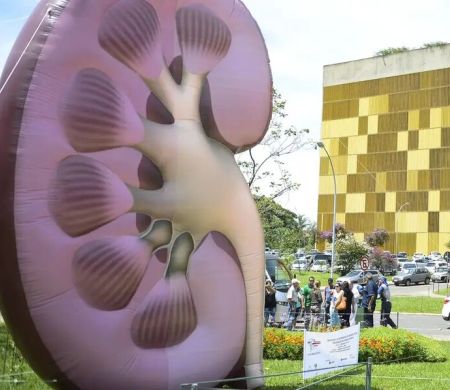 No Dia Mundial do Rim, SBN alerta para doenças renais silenciosas