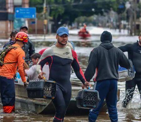 Lei cria política de acolhimento de animais resgatados em desastres