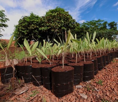 Bosque da COP15 prevê nova área ambiental na Capital&nbsp;