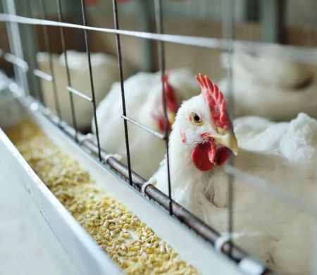 Brasil amplia emergência por gripe aviária em mais 180 dias&nbsp;