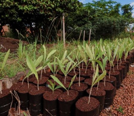 Bosque da COP15 começa a ser plantado neste sábado&nbsp;
