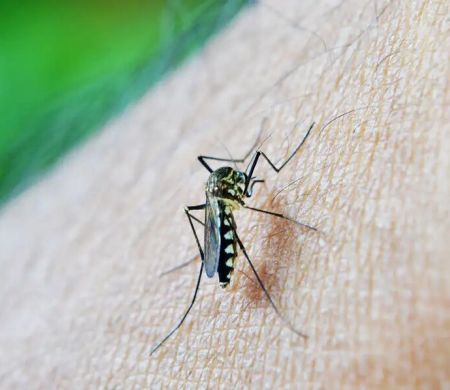 Estudo indica relação entre dengue e casos de Síndrime de Guillain-Barré