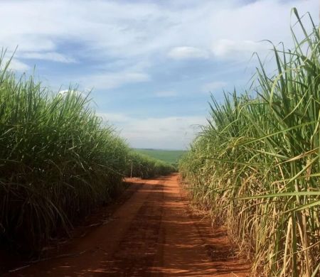 Etanol despenca 7% com cenário favorável ao aumento da oferta