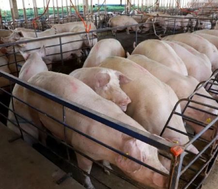 Suinocultura de MS cresce 50% com R$ 300 milhões em incentivos&nbsp;