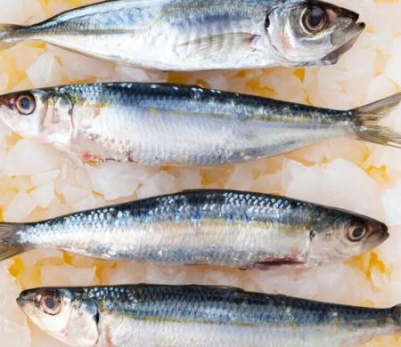 Anvisa manda recolher sardinha contaminada por Salmonella