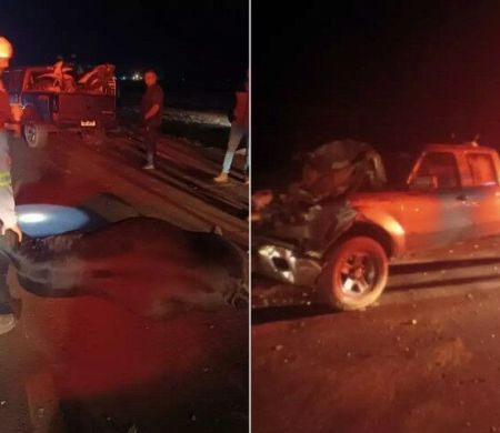 Colisão com rebanho deixa seis vacas mortas em rodovia de MS