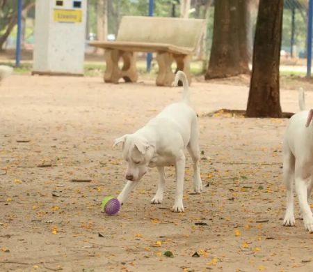 Exercício ilegal da medicina veterinária passa a ser crime no país&nbsp;