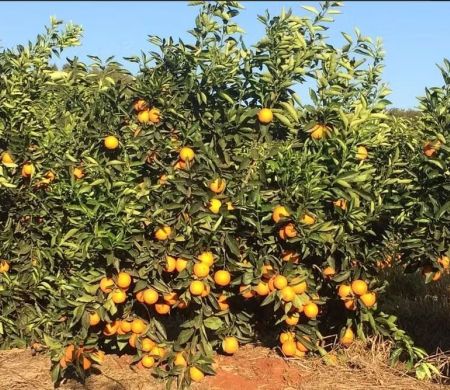 Soja, milho, café e laranja podem sofrer impactos com El Niño mais forte