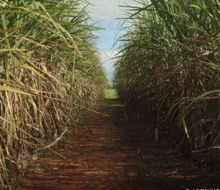 Produção de cana-de-açúcar deve avançar 4,7% na safra deste ano