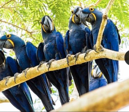 De volta à lista de ameaçadas, arara-azul ganha novo refúgio no Pantanal