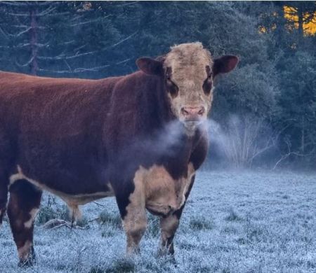 Frio intenso cobre Serra de SC de gelo e leva mínima a -9°C