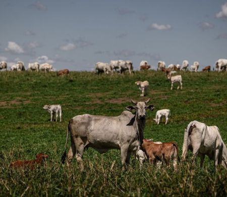 UE endurece regra para carne bovina e Brasil tenta manter exportações
