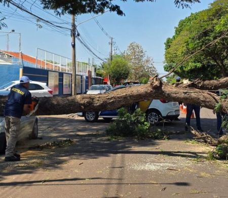 Após temporal, árvores danificadas ainda podem cair em Campo Grande