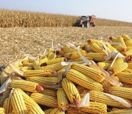 Produção agrícola movimenta mais de R$ 1 bilhão em 2025 na Capital